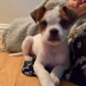 Meet your Posher, Juna